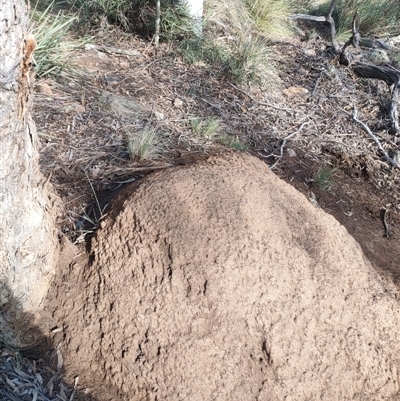 Nasutitermes exitiosus (Snouted termite, Gluegun termite) at Watson, ACT - 10 Jun 2024 by DonFletcher