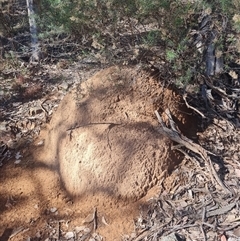 Nasutitermes exitiosus (Snouted termite, Gluegun termite) at Hackett, ACT - 10 Jun 2024 by DonFletcher