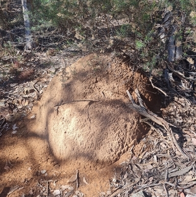 Nasutitermes exitiosus (Snouted termite, Gluegun termite) at Hackett, ACT - 10 Jun 2024 by DonFletcher