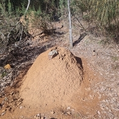 Nasutitermes exitiosus (Snouted termite, Gluegun termite) at Hackett, ACT - 10 Jun 2024 by DonFletcher