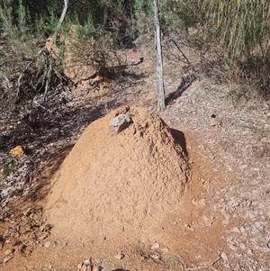 Nasutitermes exitiosus at Hackett, ACT - suppressed
