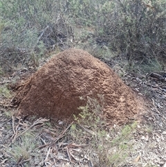 Nasutitermes exitiosus (Snouted termite, Gluegun termite) at Hackett, ACT - 10 Jun 2024 by DonFletcher