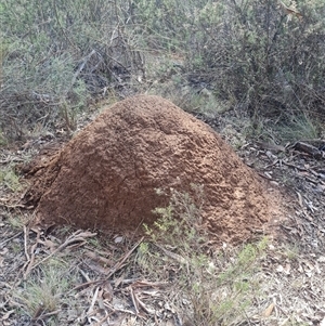 Nasutitermes exitiosus at Hackett, ACT - suppressed