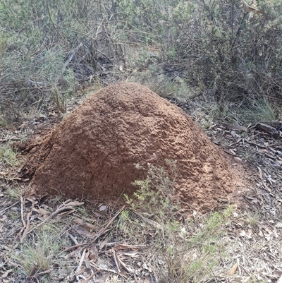 Nasutitermes exitiosus (Snouted termite, Gluegun termite) at Hackett, ACT - 10 Jun 2024 by DonFletcher