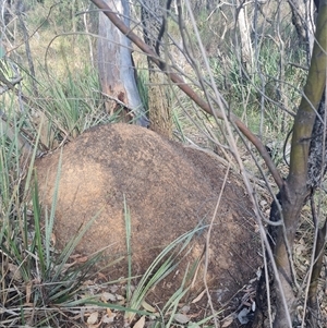 Nasutitermes exitiosus at Hackett, ACT - 10 Jun 2024