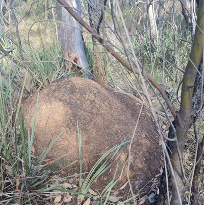 Nasutitermes exitiosus (Snouted termite, Gluegun termite) at Hackett, ACT - 10 Jun 2024 by DonFletcher