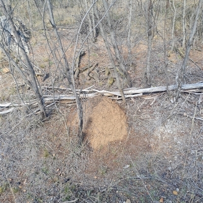 Nasutitermes exitiosus (Snouted termite, Gluegun termite) at Hackett, ACT - 10 Jun 2024 by DonFletcher