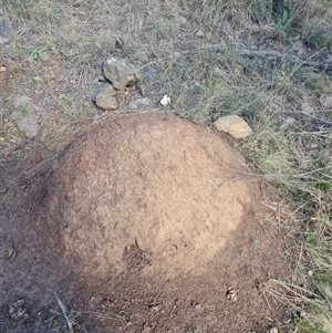 Nasutitermes exitiosus at Hackett, ACT - suppressed