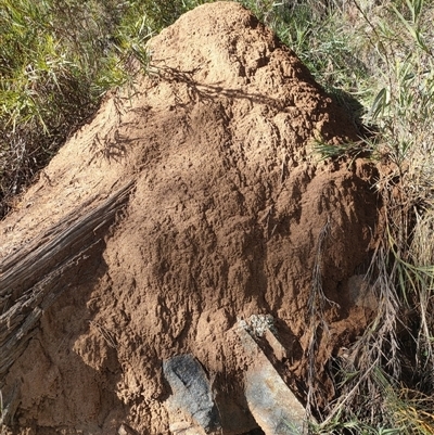 Nasutitermes exitiosus (Snouted termite, Gluegun termite) at Watson, ACT - 10 Jun 2024 by DonFletcher