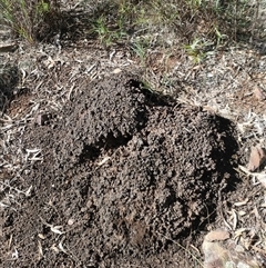 Nasutitermes exitiosus (Snouted termite, Gluegun termite) at Watson, ACT - 10 Jun 2024 by DonFletcher