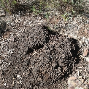 Nasutitermes exitiosus at Watson, ACT - suppressed