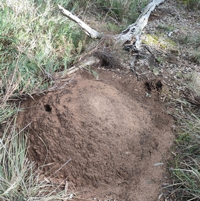 Nasutitermes exitiosus (Snouted termite, Gluegun termite) at Watson, ACT - 10 Jun 2024 by DonFletcher