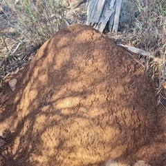 Nasutitermes exitiosus (Snouted termite, Gluegun termite) at Hackett, ACT - 10 Jun 2024 by DonFletcher