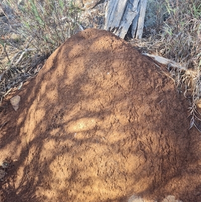 Nasutitermes exitiosus (Snouted termite, Gluegun termite) at Hackett, ACT - 10 Jun 2024 by DonFletcher