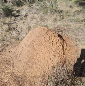 Nasutitermes exitiosus at Hackett, ACT - 10 Jun 2024