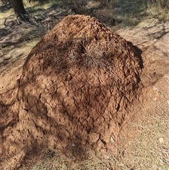 Nasutitermes exitiosus (Snouted termite, Gluegun termite) at Hackett, ACT - 10 Jun 2024 by DonFletcher