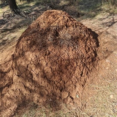 Nasutitermes exitiosus (Snouted termite, Gluegun termite) at Hackett, ACT - 10 Jun 2024 by DonFletcher