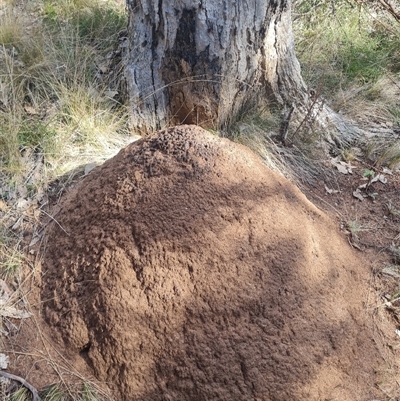 Nasutitermes exitiosus (Snouted termite, Gluegun termite) at Hackett, ACT - 10 Jun 2024 by DonFletcher