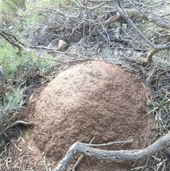 Nasutitermes exitiosus (Snouted termite, Gluegun termite) at Watson, ACT - 10 Jun 2024 by DonFletcher