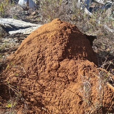 Nasutitermes exitiosus (Snouted termite, Gluegun termite) at Hackett, ACT - 10 Jun 2024 by DonFletcher