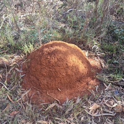 Nasutitermes exitiosus (Snouted termite, Gluegun termite) at Hackett, ACT - 10 Jun 2024 by DonFletcher