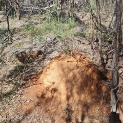 Nasutitermes exitiosus (Snouted termite, Gluegun termite) at Hackett, ACT - 10 Jun 2024 by DonFletcher