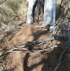 Nasutitermes exitiosus (Snouted termite, Gluegun termite) at Hackett, ACT - 10 Jun 2024 by DonFletcher