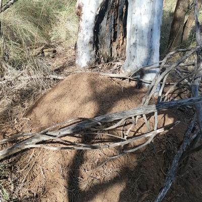 Nasutitermes exitiosus (Snouted termite, Gluegun termite) at Hackett, ACT - 10 Jun 2024 by DonFletcher