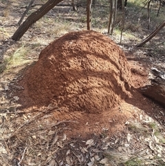 Nasutitermes exitiosus (Snouted termite, Gluegun termite) at Hackett, ACT - 10 Jun 2024 by DonFletcher