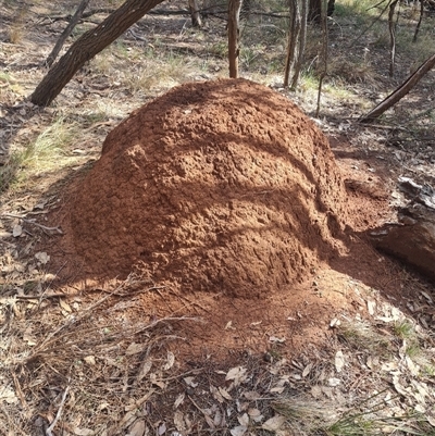 Nasutitermes exitiosus (Snouted termite, Gluegun termite) at Hackett, ACT - 10 Jun 2024 by DonFletcher