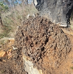 Nasutitermes exitiosus (Snouted termite, Gluegun termite) at Hackett, ACT - 10 Jun 2024 by DonFletcher