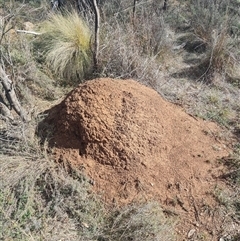 Nasutitermes exitiosus (Snouted termite, Gluegun termite) at Hackett, ACT - 10 Jun 2024 by DonFletcher