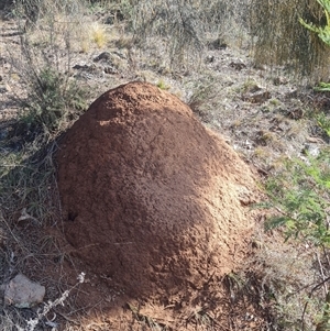 Nasutitermes exitiosus at Hackett, ACT - 10 Jun 2024