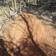 Nasutitermes exitiosus (Snouted termite, Gluegun termite) at Hackett, ACT - 10 Jun 2024 by DonFletcher