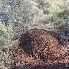 Nasutitermes exitiosus (Snouted termite, Gluegun termite) at Hackett, ACT - 10 Jun 2024 by DonFletcher