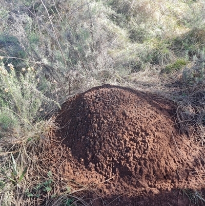 Nasutitermes exitiosus (Snouted termite, Gluegun termite) at Hackett, ACT - 10 Jun 2024 by DonFletcher