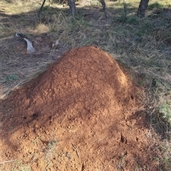 Nasutitermes exitiosus (Snouted termite, Gluegun termite) at Hackett, ACT - 10 Jun 2024 by DonFletcher