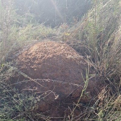 Nasutitermes exitiosus (Snouted termite, Gluegun termite) at Hackett, ACT - 10 Jun 2024 by DonFletcher