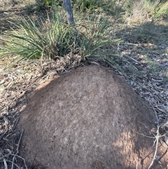 Nasutitermes exitiosus (Snouted termite, Gluegun termite) at Yarralumla, ACT - 10 Jun 2024 by DonFletcher