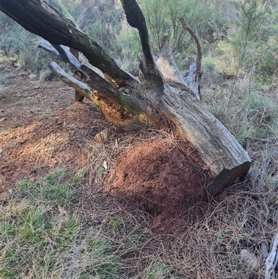 Nasutitermes exitiosus (Snouted termite, Gluegun termite) at Hackett, ACT - 10 Jun 2024 by DonFletcher