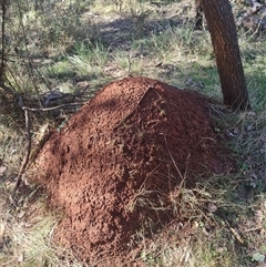 Nasutitermes exitiosus (Snouted termite, Gluegun termite) at Hackett, ACT - 10 Jun 2024 by DonFletcher