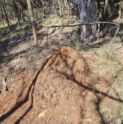 Nasutitermes exitiosus (Snouted termite, Gluegun termite) at Hackett, ACT - 10 Jun 2024 by DonFletcher