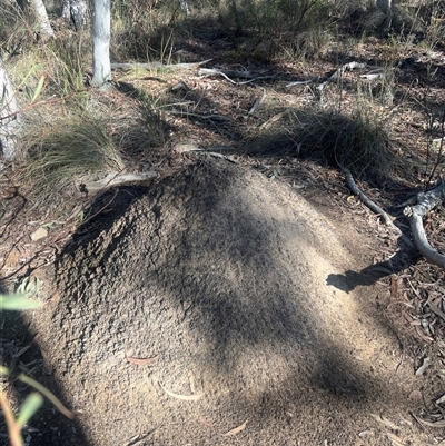 Nasutitermes exitiosus (Snouted termite, Gluegun termite) at Bruce, ACT - 10 Jun 2024 by DonFletcher