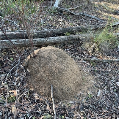 Nasutitermes exitiosus (Snouted termite, Gluegun termite) at Bruce, ACT - 10 Jun 2024 by DonFletcher