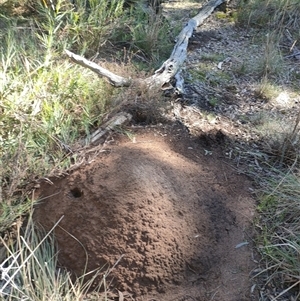 Nasutitermes exitiosus at Watson, ACT - suppressed