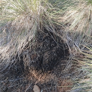 Nasutitermes exitiosus at Watson, ACT - suppressed