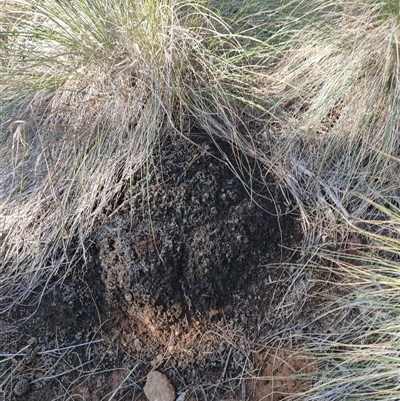 Nasutitermes exitiosus (Snouted termite, Gluegun termite) at Watson, ACT - 10 Jun 2024 by DonFletcher