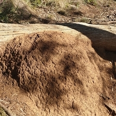 Nasutitermes exitiosus (Snouted termite, Gluegun termite) at Watson, ACT - 10 Jun 2024 by DonFletcher