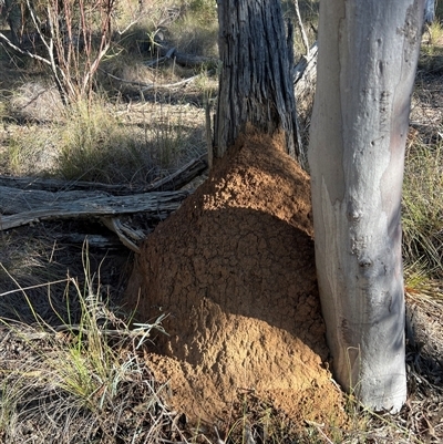 Nasutitermes exitiosus (Snouted termite, Gluegun termite) at Bruce, ACT - 10 Jun 2024 by DonFletcher