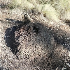 Nasutitermes exitiosus (Snouted termite, Gluegun termite) at Watson, ACT - 10 Jun 2024 by DonFletcher